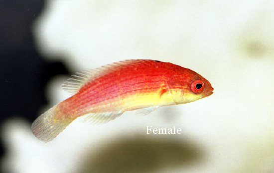  Cirrhilabrus bathyphilus (Deepwater Wrasse, Hooded Fairy Wrasse)